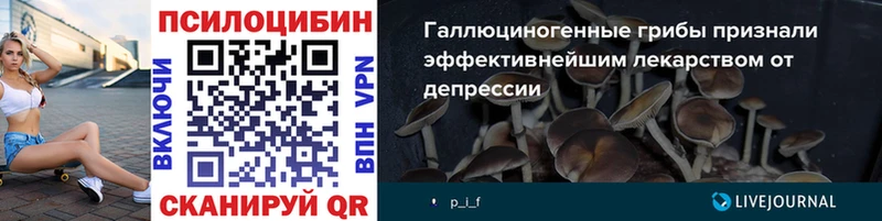 Псилоцибиновые грибы Psilocybe  Купить закладки  Катайск 